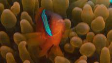 Nemo Nr. 3: Weißbinden-Glühkohlen-Anemonenfisch (Amphiprion frenatus)