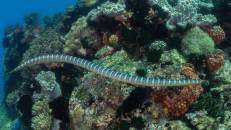 Schwachgebänderte Seeschlange (auch: Belchers Seeschlange, Hydrophis belcheri) vor Apo Island
