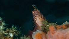 Ein wachsamer Korallenwächter (Cirrhitichthys aprinus)