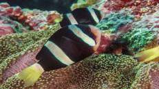 Nemo Nr. 4: Clarks Anemonenfisch (Amphiprion clarkii)