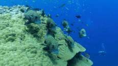 Harlekin-Süßlippen (Plectorhinchus chaetodonoides) halten einen Korallenstock besetzt.