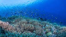 Jede Menge Kleinvieh tobt über dem Korallenriff.