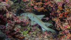 Ein Indopazifischer Ammenhai (Nebrius ferrugineus) döst im Riff.