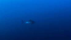 Noch mehr Beweise: Ein anscheinend schwangerer Tigerhai macht sich davon.