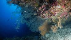 Korallenbüsche unter einem Überhang