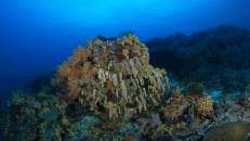 Korallenblock auf dem Jessie Beazley Reef