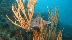 Ein Schwarzflecken-Kugelfisch (Arothron nigropunctatus) versteckt sich in etwas, was noch ein bisschen nach Koralle aussieht.