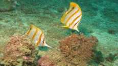 Der Kupferstreifen-Pinzettfisch (Chelmon rostratus) ist ein sehr häufiger Gast an den Riffen vor Phuket.
