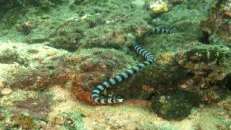Was dem Wissenschaftler sein Nattern-Plattschwanz (Laticauda colubrina), ist dem Normalsterblichen einfach seine "Seekobra".