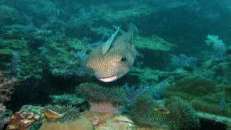 Da es mit Haien und Mantas nicht mehr so gut bestellt ist in Südostasien, hat sich dieser Schiffshalter einen Gewöhnlichen Igelfisch (Diodon hystrix) als Mitfahrgelegenheit geschnappt.