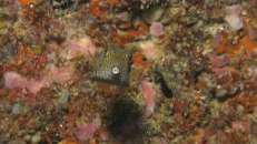 Halbwüchsiger Gelbbrauner Kofferfisch (Ostracion cubicus)