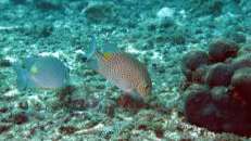 Zwei Goldfleck-Kaninchenfische (Siganus lineatus) streifen über den Meeresboden. Diesen putzigen Kerlchen sieht man nicht an, dass sie über ihre Rückenflossenstrahlen ein starkes Eiweißgift absondern, dass aber in der Regel nicht tödlich ist. Es sei denn, man ist Allergiker. Wie bei Nüssen halt.