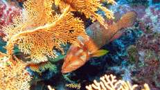 Juwelenbarsche (Cephalopholis miniata) verstecken sich eigentlich immer neben oder hinter einer Koralle.