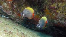 Halsband-Falterfische (Chaetodon collare) schwimmen meist zu zweit umher und sind weitverbreitet im Indopazifik.