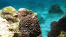 Eine klitzekleine Nacktschnecke krabbelt auf einer Koralle herum.
