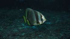 Goldener Fledermausfisch (Platax boersii)